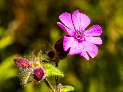 Blossom bloom nature