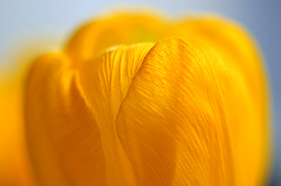 Flower, Petal