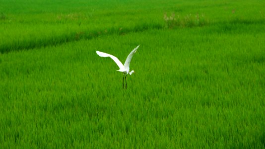 Incheon, South korea, Ricepaddy