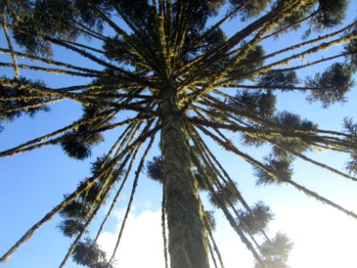 State of paran, Brazil, Araucaria