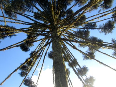 State of paran, Brazil, Araucaria photo