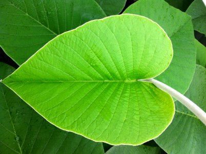 Costa rica, Leaf