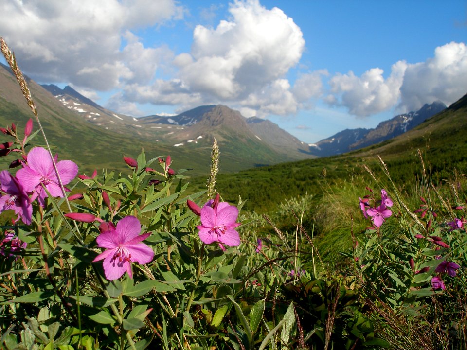 Alaska, United states, Mountain