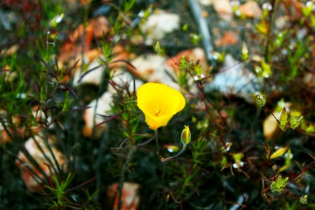 Hiker, Nature, Bosque photo