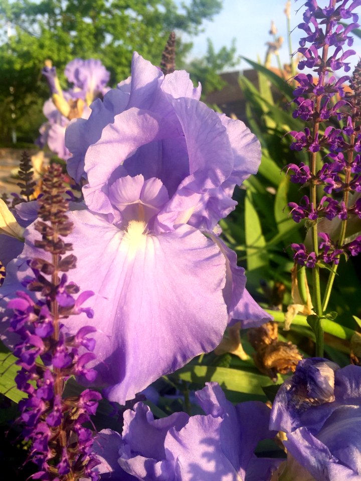 Iris, Flower