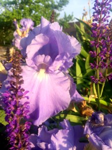 Iris, Flower photo