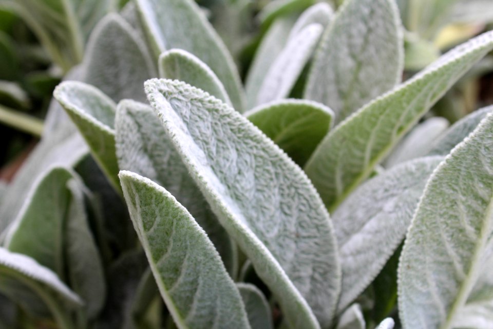 Fuzzy plant, Leaves, Green