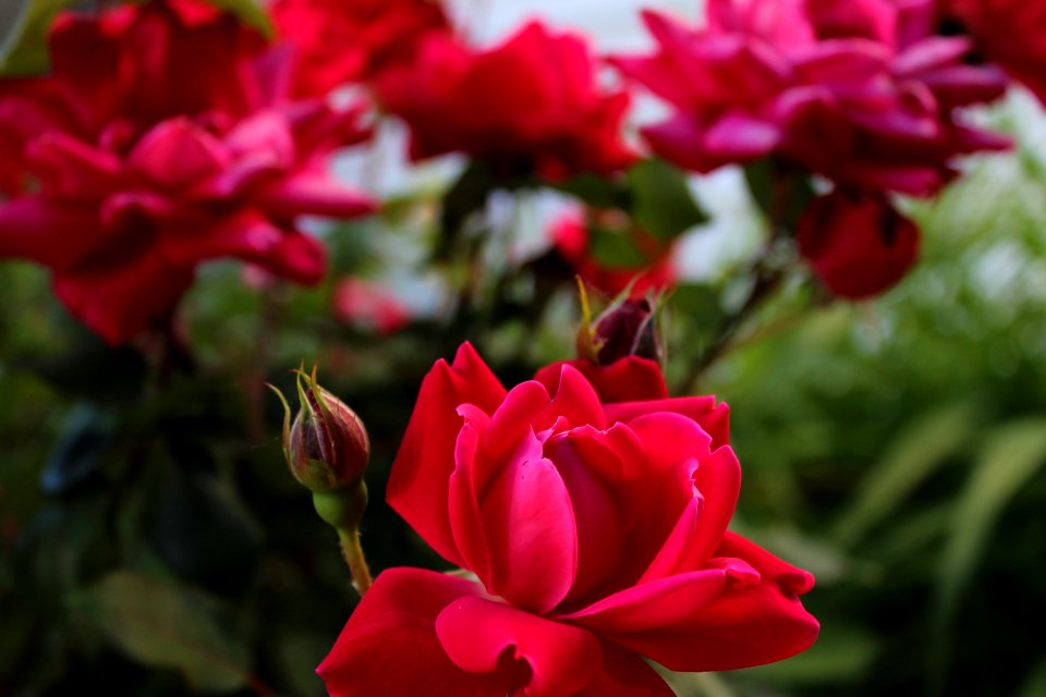Nature, Floral, Pink
