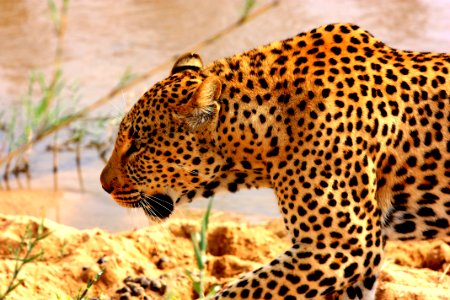 leopard walking on rock