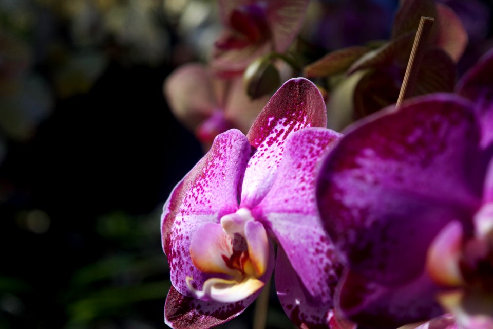 Thai temple, Flowers