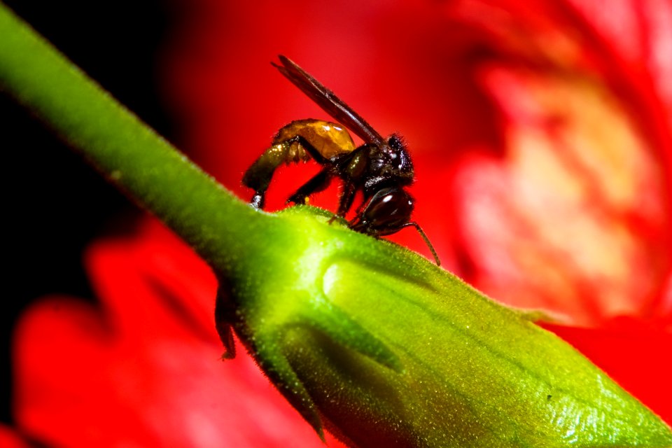 Pinas, Ecuador, Polen photo