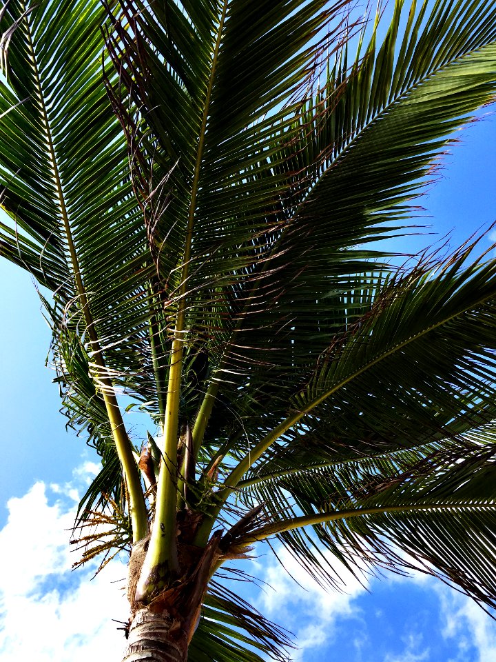 Cancn, Mexico, Beach