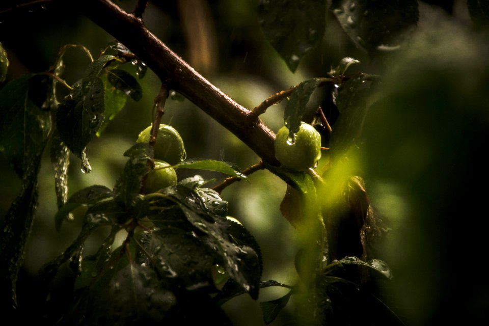 Green, Raindrop, Rain
