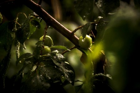 Green, Raindrop, Rain
