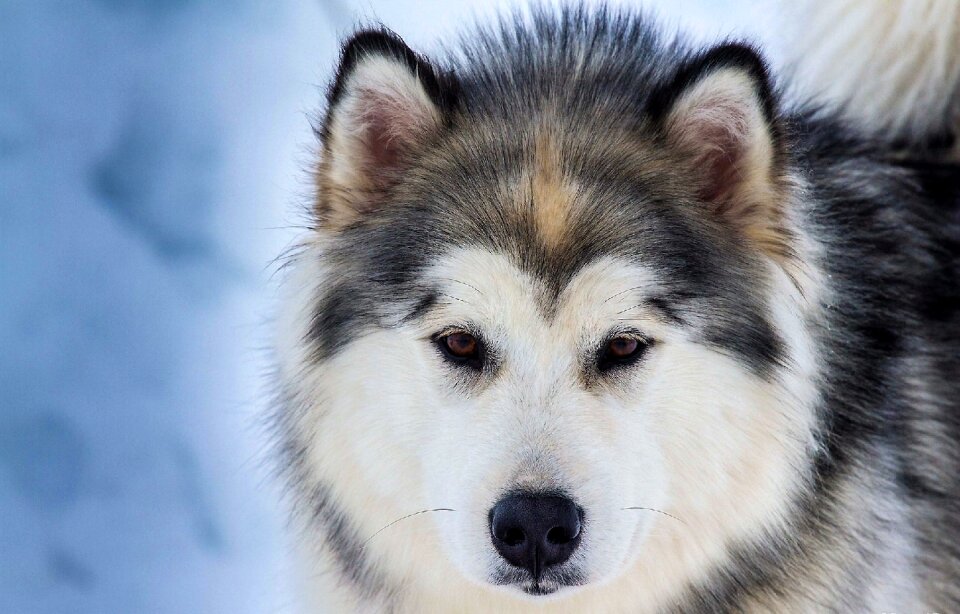 Nature husky sled dog