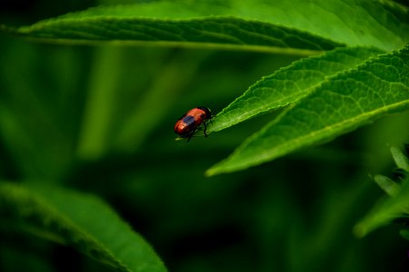 Black, Red, Green