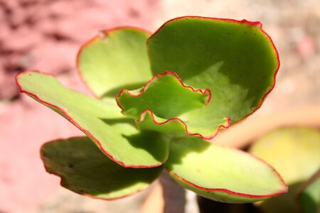 Exotic plant green