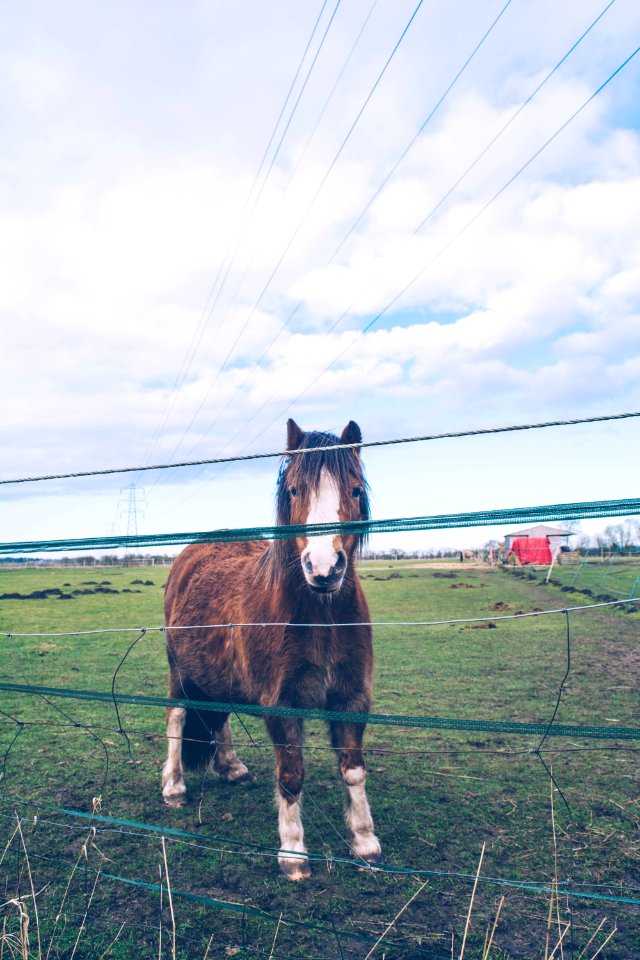 brown and white horse standing beside fence during daytime photo