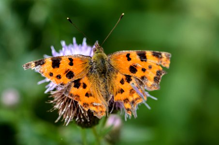 An orange and black butterfly on a flower.