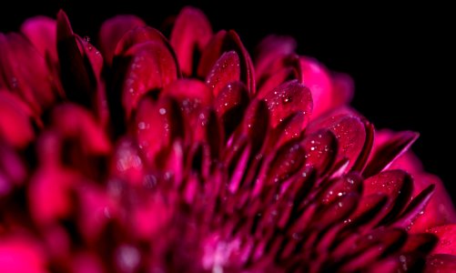 Nature, Closeup, Dark red