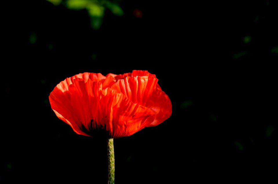 Nature, Summer, Delicate