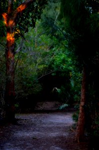 Pinetrees, Park, Florida