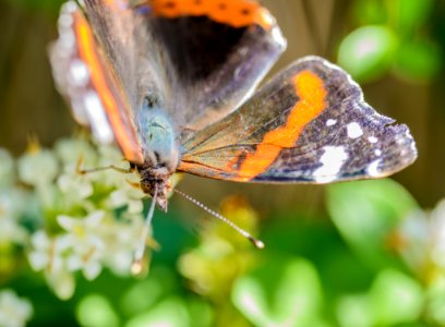 Blurred shot of a butterfly in a garden. photo