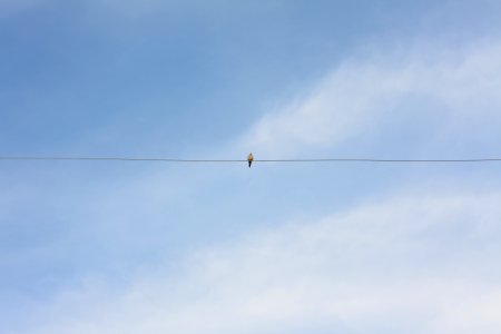 Blue, Sitting, Bird