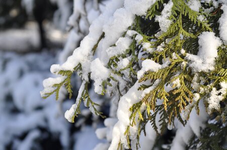 Frost tree biel photo