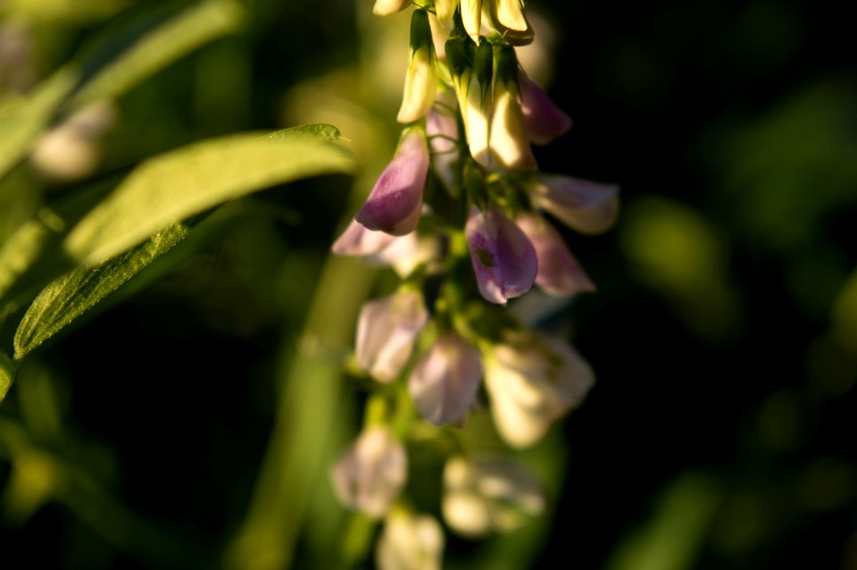 Ramos mej a, Argentina, Flowers
