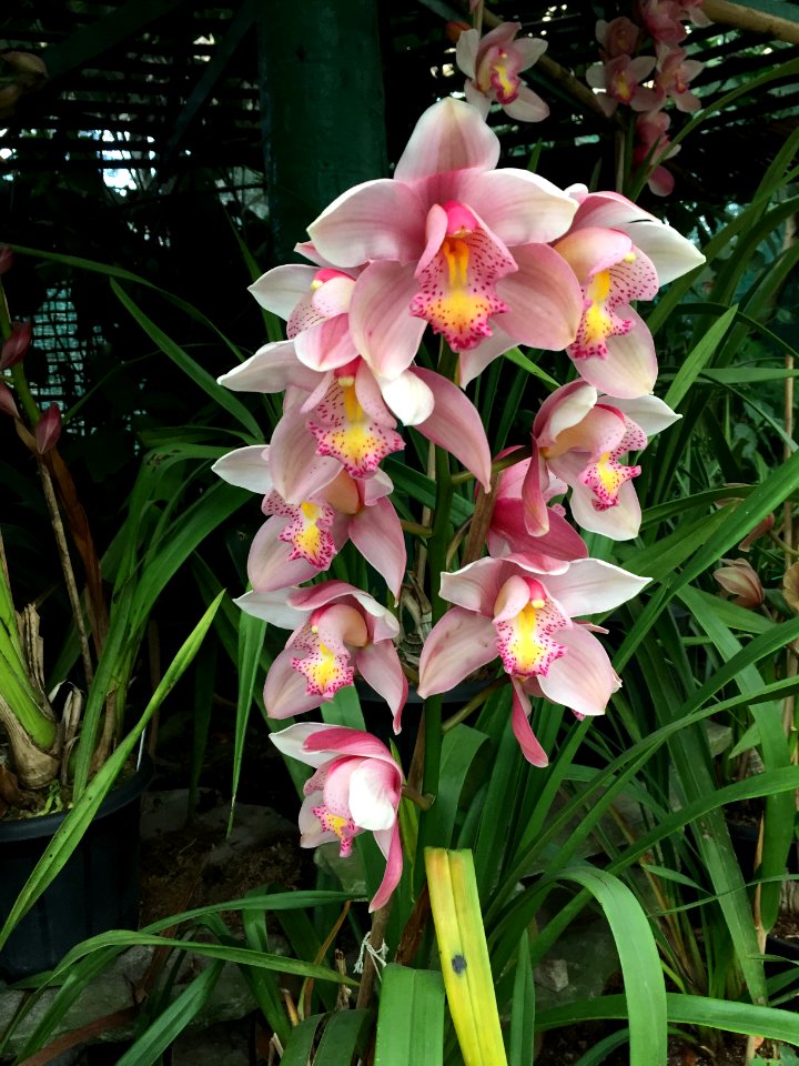 Flower show centre, Gangtok, India