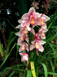 Flower show centre, Gangtok, India