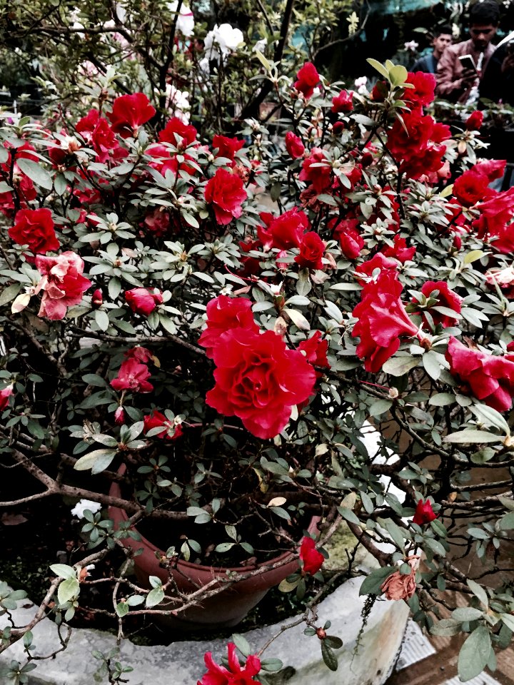 Flower show centre, Gangtok, India