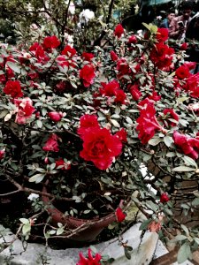 Flower show centre, Gangtok, India