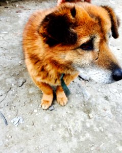 Pelling, India
