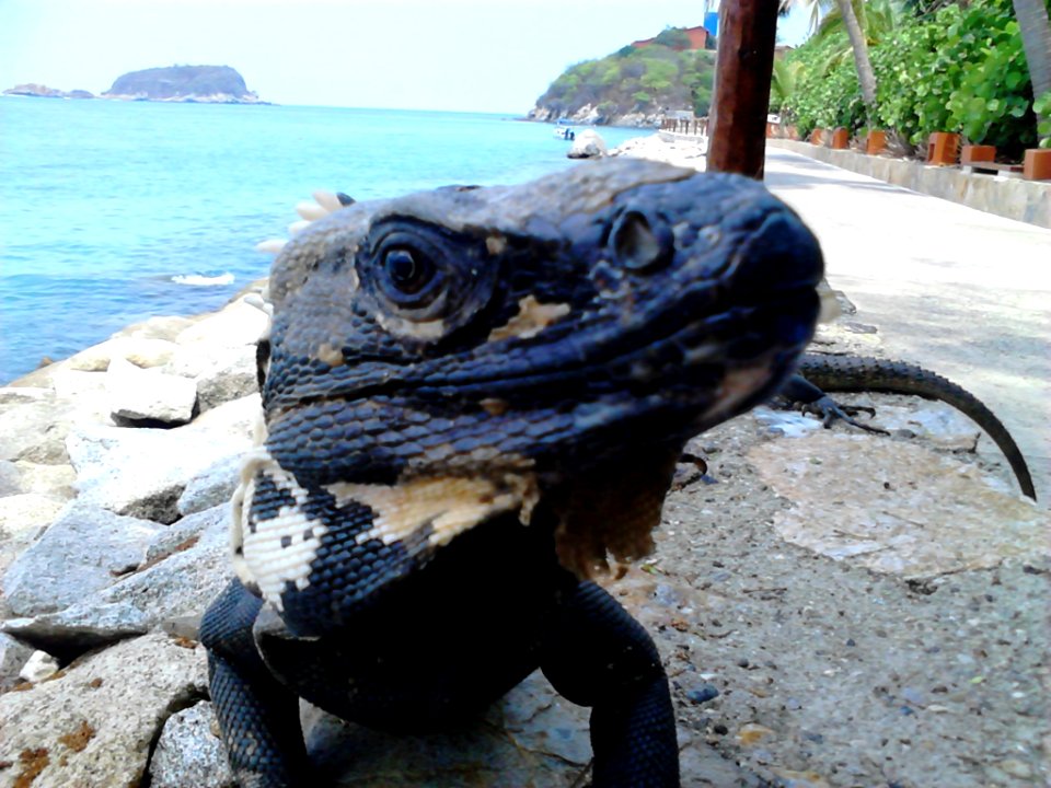 Las brisas huatulco, Bahas de huatulco, Mexico