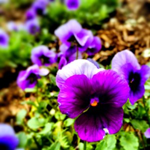 Many purple flowers growing outside. photo