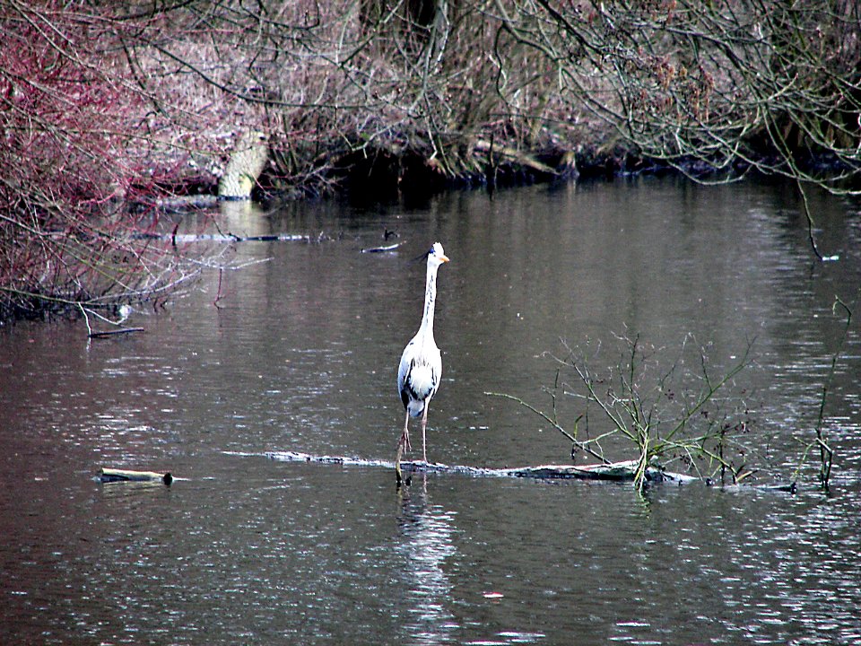 Hamburg, Alsterw, Erweg