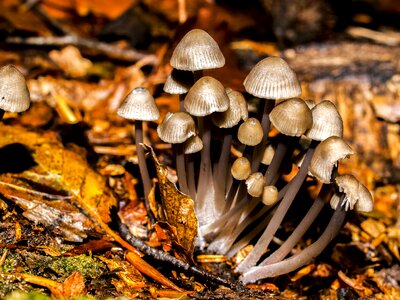 Forest autumn nature