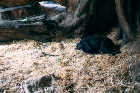 black monkey sleeping on brown grass photo