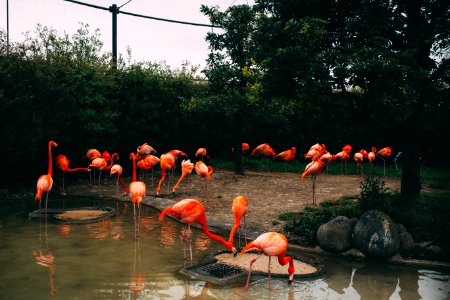 pink flamingos standing on and beside body of water photo