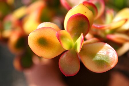 Exotic plant green