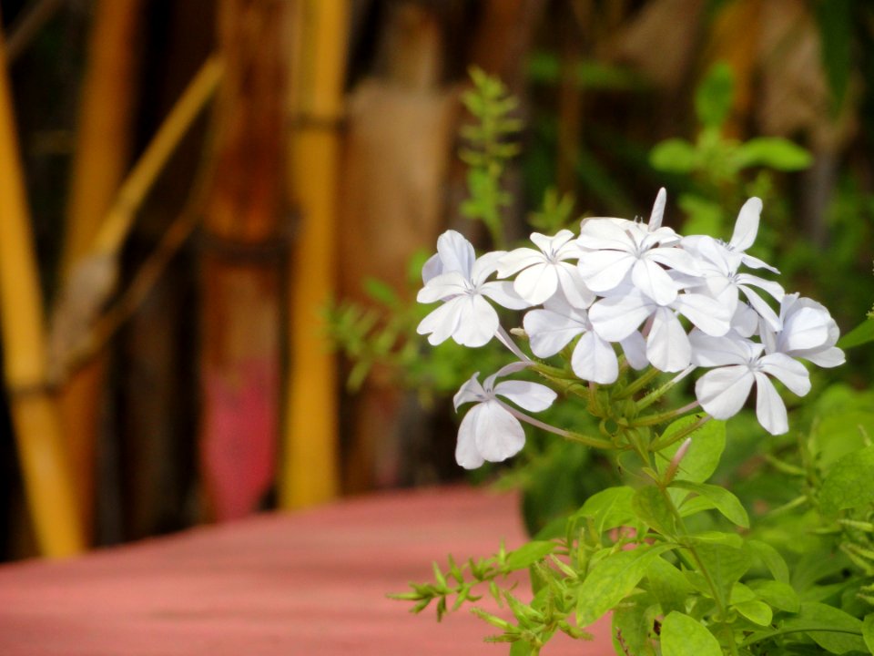 Nature, Ramoji film city, Hyderabad