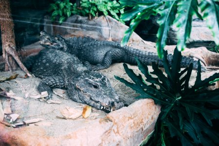 selective focus photography of two gray alligators photo