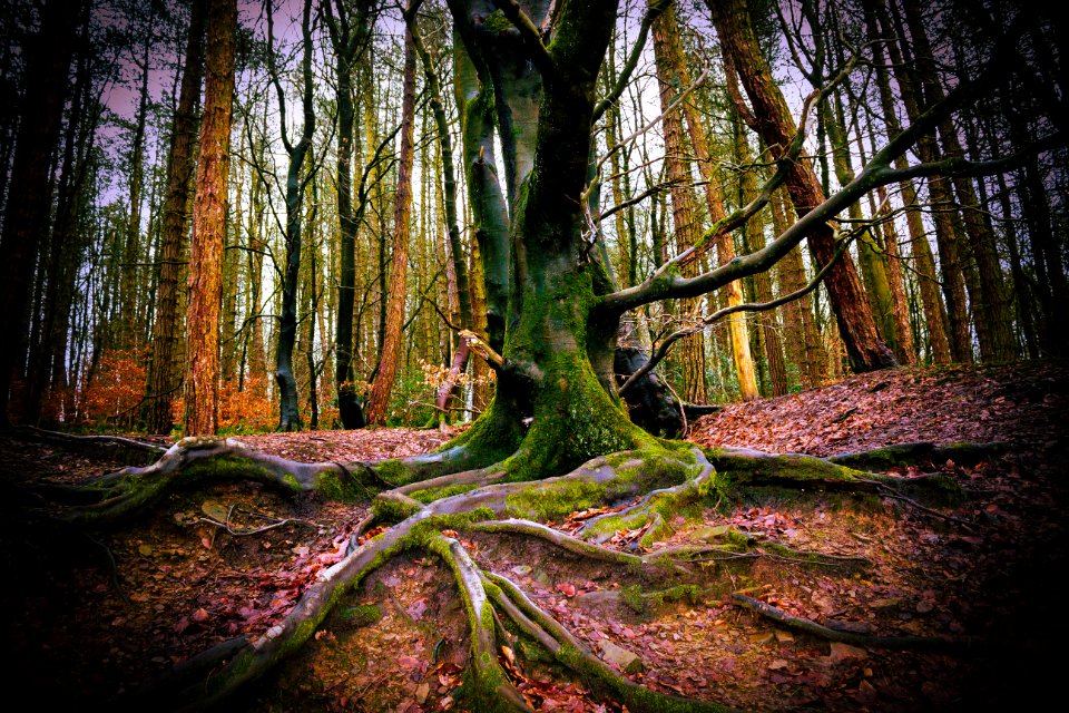 River roddlesworth, United kingdom, Forest