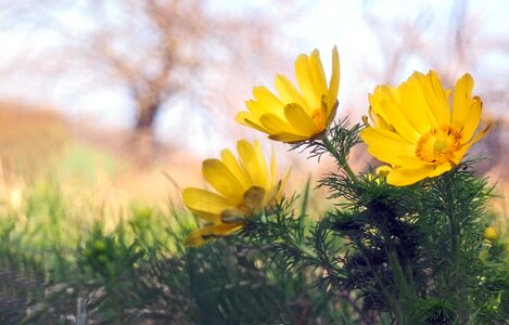 Blossom bloom flower