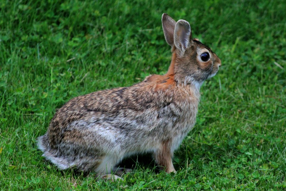 Beecher, United states, Ears