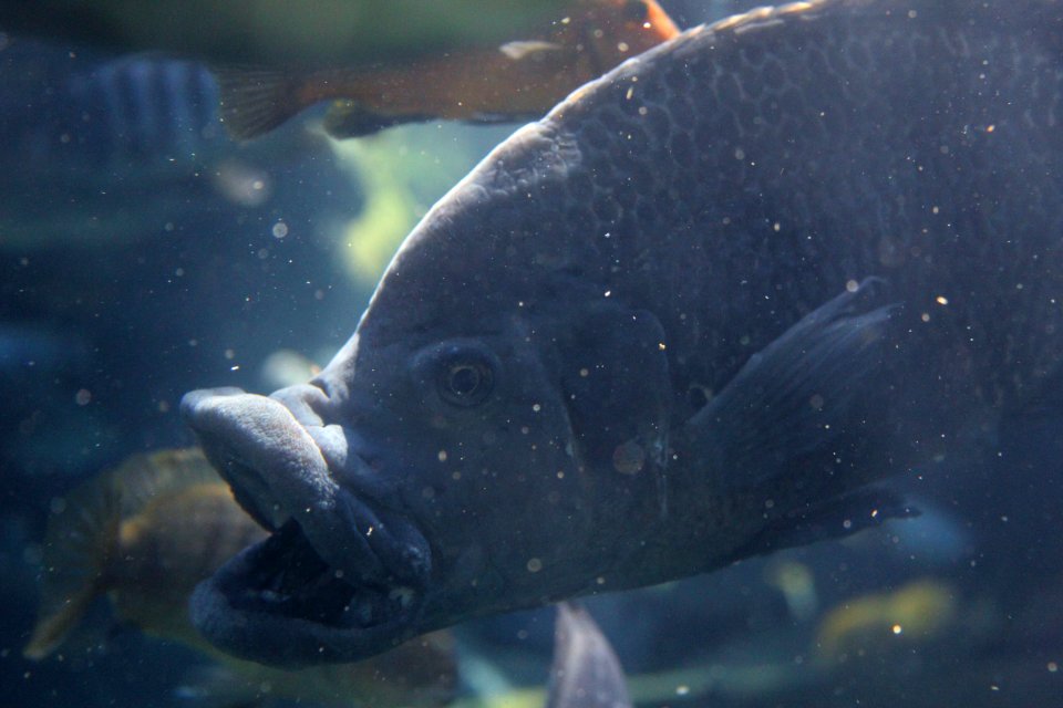 Acquarium, Animal, Fish