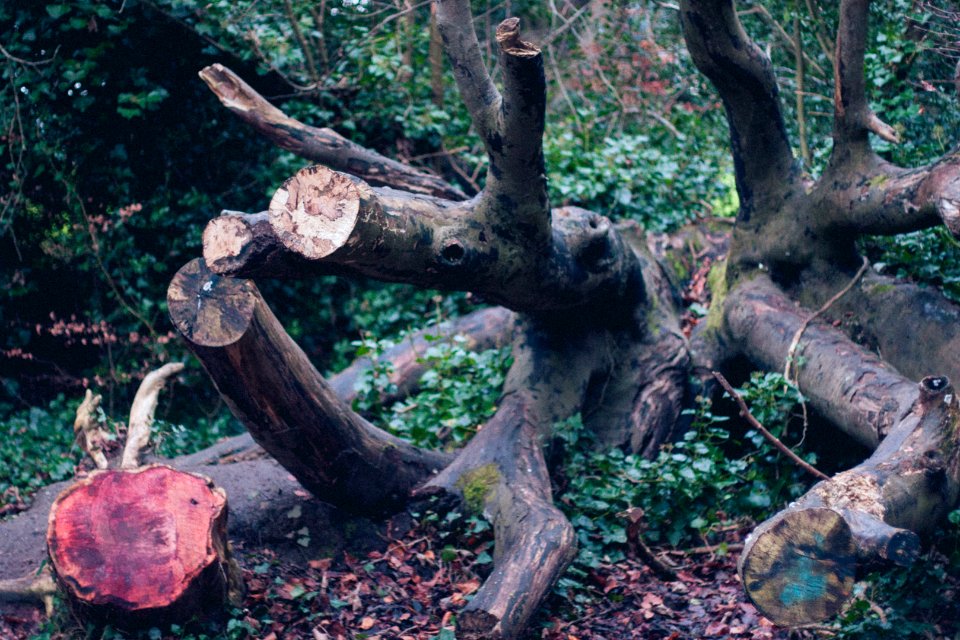 Saint annes park, Dublin, Irel