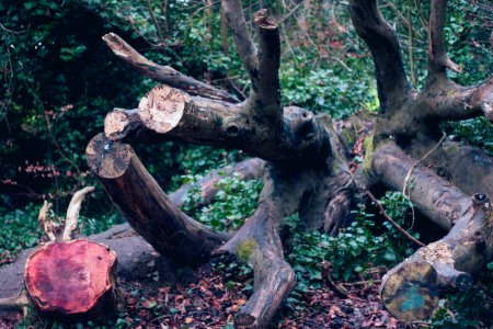 Saint annes park, Dublin, Irel photo